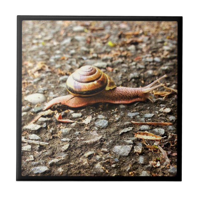Azulejo Caracol rojo en el suelo (Frente)