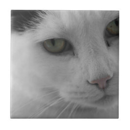 Azulejo Caras de gatos blancos y negros