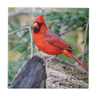 Azulejo Cardenal de Crimson