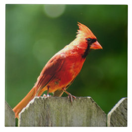 Azulejo Cardenal del norte en fotografía natural de verano