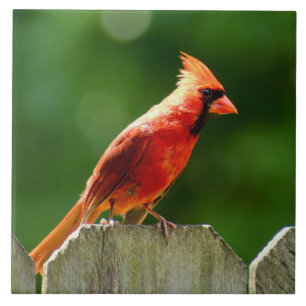 Azulejo Cardenal del norte en fotografía natural de verano