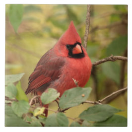 Azulejo Cardenal del norte en un árbol a principios de oto