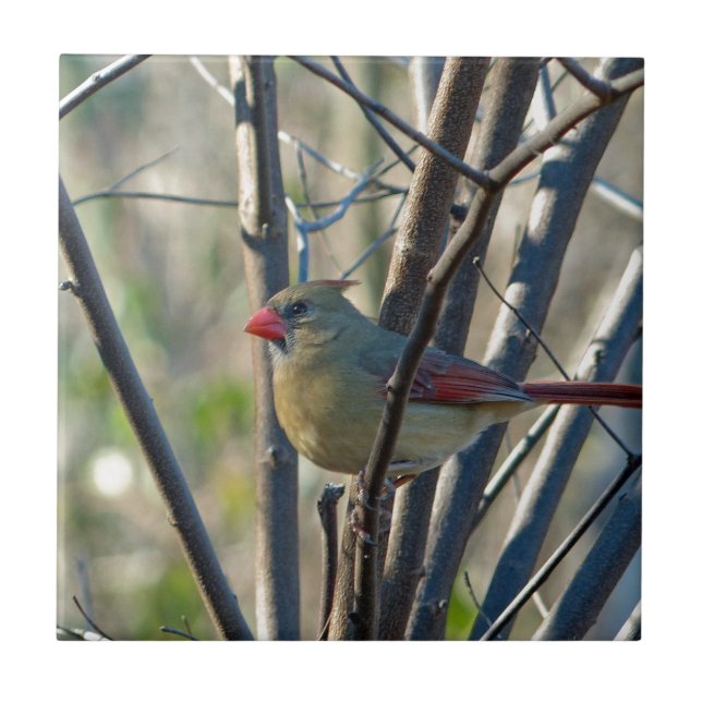 Azulejo Cardenal femenino (Frente)