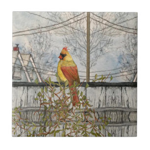 Azulejo Cardenal femenino en el mosaico cerámico de la ciu