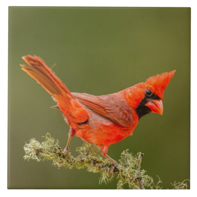 Azulejo Cardenal masculino en la liga (Frente)
