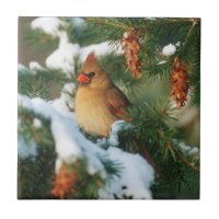 Cardenal norteño en árbol, Illinois