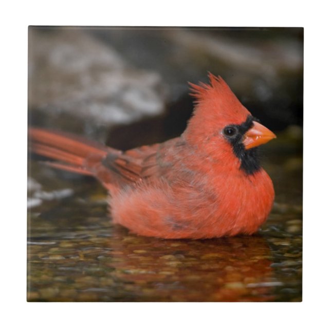 Azulejo Cardenal norteño macho bañándose (Frente)
