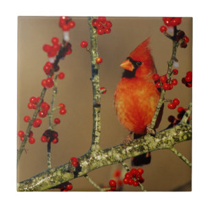 Azulejo Cardenal norteño macho posado, IL
