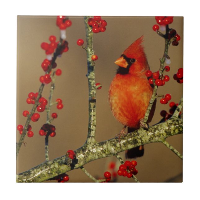 Azulejo Cardenal norteño macho posado, IL (Frente)