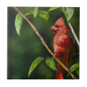 Azulejo Cardenal rojo