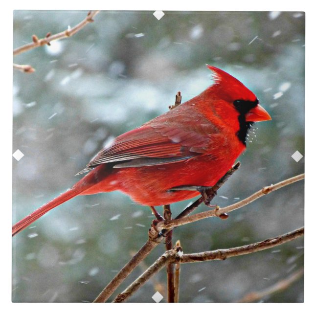 Azulejo Cardenal rojo en la nieve de invierno (Frente)