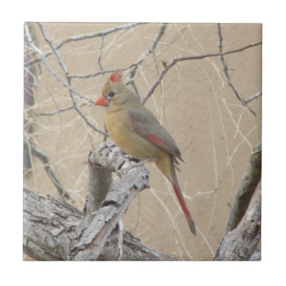 Azulejo Cardenal septentrional de sexo femenino