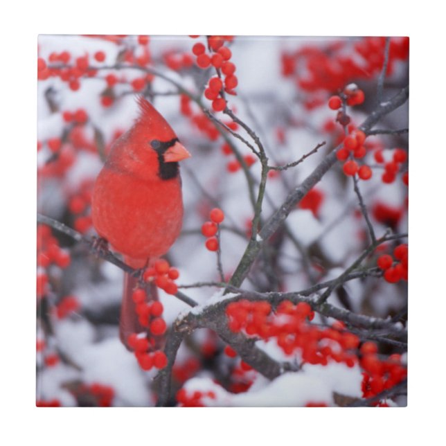 Azulejo Cardenal septentrional masculino, invierno, IL (Frente)