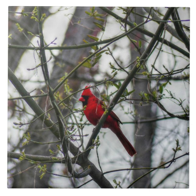 Azulejo Cardinal (Frente)