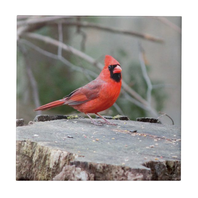 Azulejo Cardinal Woodland (Frente)