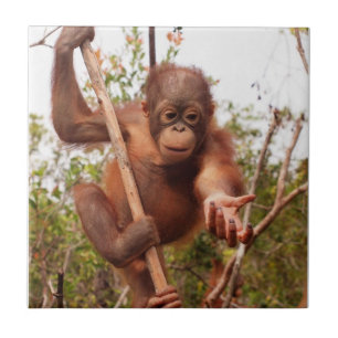 Azulejo Caridad huérfana dulce del orangután