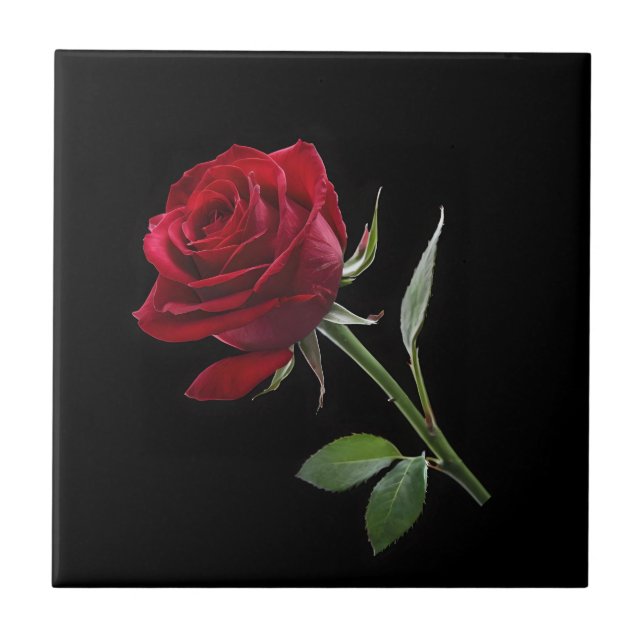 Azulejo Carmesí sobre ébano: La rosa roja única (Frente)