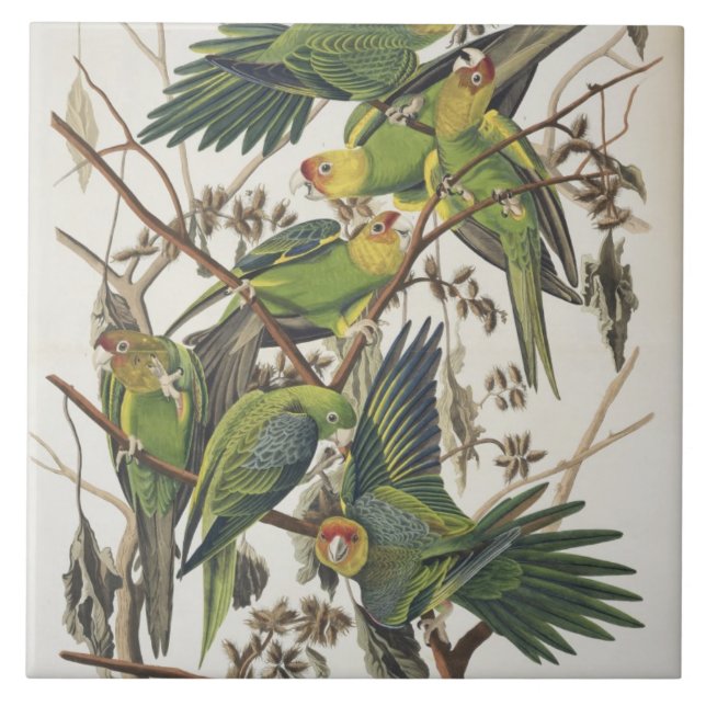 Azulejo Carolina Parakeet, de 'Birds of America', 1829 (Frente)