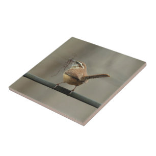 Azulejo Carolina Wren Songbird Tile