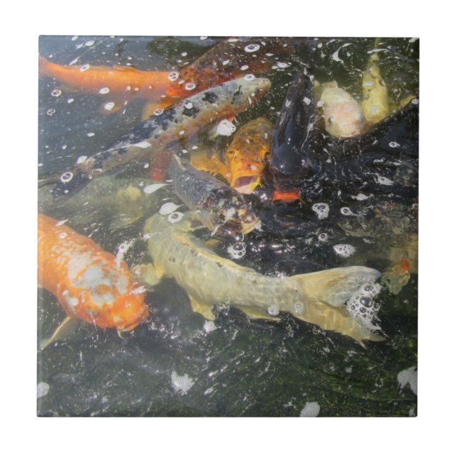 Azulejo Carpa japonesa Koi Pescado Nadando (Frente)