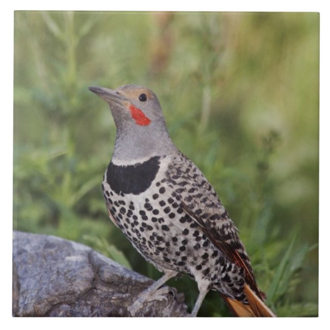 Azulejo Carpintero americano, Colaptes auratus, de eje roj (Frente)