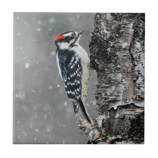 Azulejo Carpintero lechoso en nieve - Fotografía original (Frente)