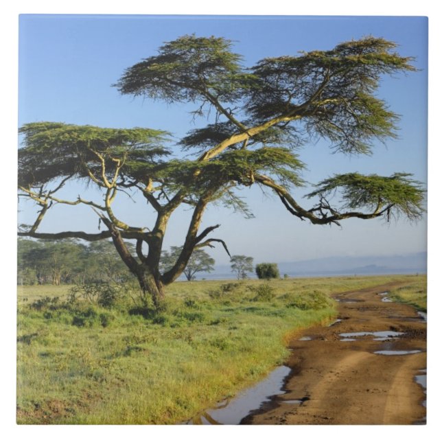 Azulejo Carretera de tierra y árbol de acacia, lago Nakuru (Frente)