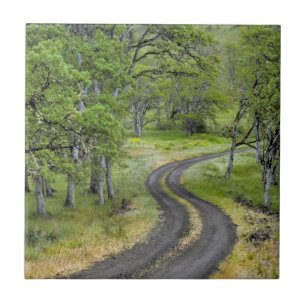 Azulejo Carretera rural a través de árboles, Oregon