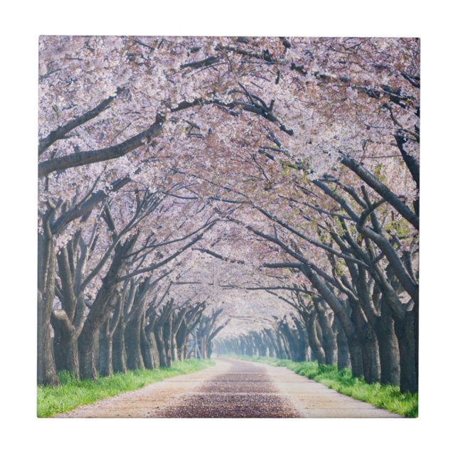 Azulejo Carril de la flor de cerezo (Frente)