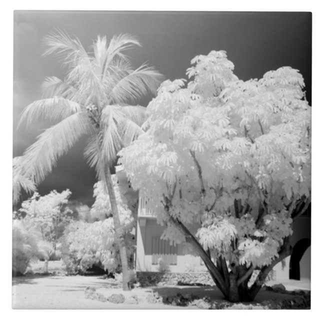 Azulejo Casa Florida Keys y sus palmeras, Estados Unidos.2 (Frente)
