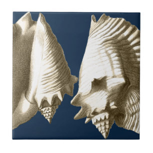 Azulejo Cascos de Sepia Conch