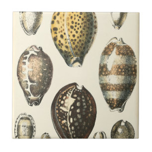 Azulejo Cascos marinos de forma única