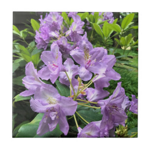 Azulejo Catawbiense Boursault Rhododendrons, Oregon