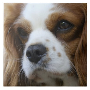 Azulejo Cavalier King Charles Spaniel 2 Mascota Amor KEEPS