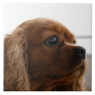 Azulejo Cavalier King Charles Spaniel 3 Mascota Amor KEEPS