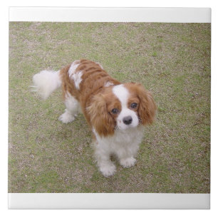 Azulejo Cavalier-king-charles-spaniel completo