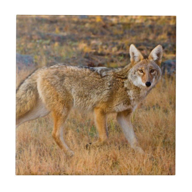 Azulejo Caza de Coyote (Canis Latrans) (Frente)