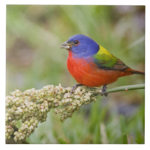 Azulejo Cazamoscas pintado (Passerian ciris) macho aliment