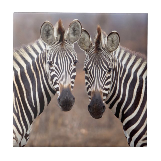Azulejo Cebras comunes, Parque Nacional Kruger (Frente)