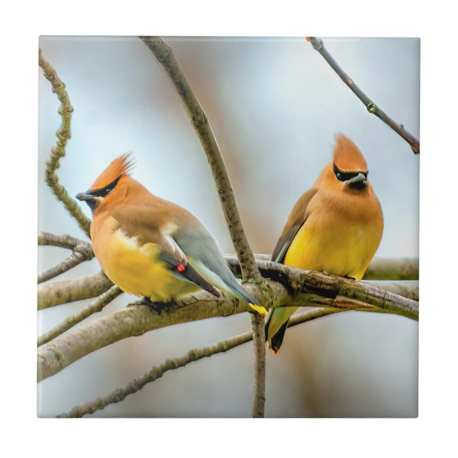 Azulejo Cedar Waxwing - Fotografía original (Frente)
