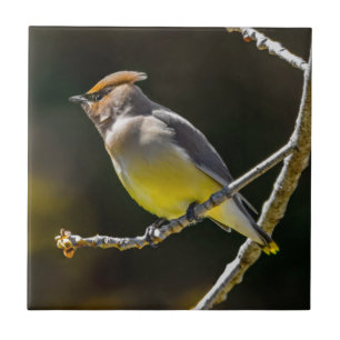 Azulejo Cedar Waxwing Songbird Foto original de ave silves