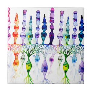 Azulejo Células cónicas células bastón y neurona bipolar d