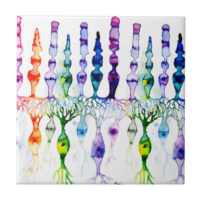 Azulejo Células cónicas células bastón y neurona bipolar d (Frente)