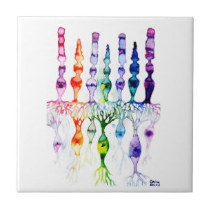 Azulejo Células cónicas células bastón y neurona bipolar d