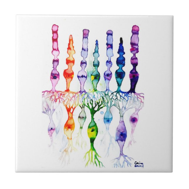 Azulejo Células cónicas células bastón y neurona bipolar d (Frente)