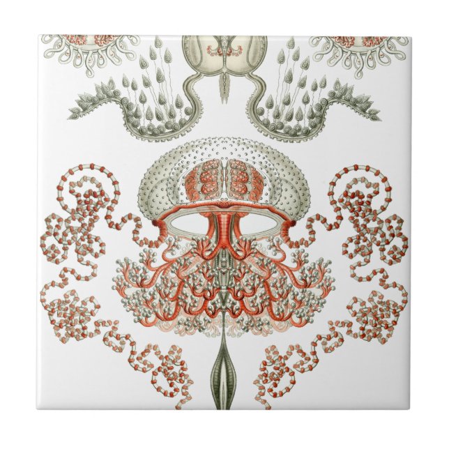 Azulejo Cerámica acuática de las medusas del ~ de Haeckel (Frente)