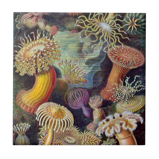 Azulejo Cerámica de las anémonas de mar de Haeckel (Frente)