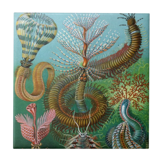 Azulejo Cerámica de los gusanos de mar de Haeckel (Frente)