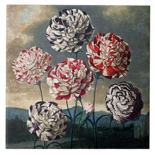 Azulejo Cerámicas de Carnaciones de Blooms Botánicos