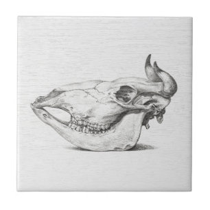 Azulejo Cerámico con Boceto de Calavera de Vaca Vi